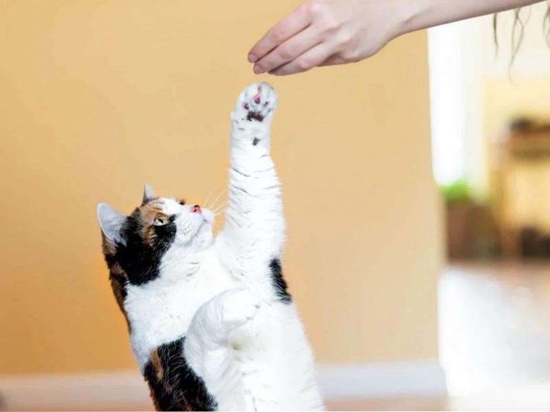 Healthy Treats for your Cat's Complete Nutrition
